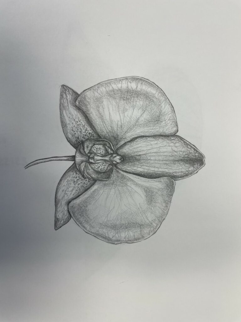 Orchideenzeichnung